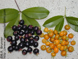 Eugenia brasiliensis